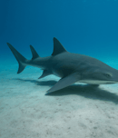 International Sawfish Day