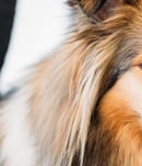 International Sheltie Day