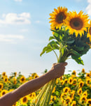 international sunflower guerrilla gardening day