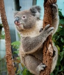 international wild koala day