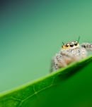 Be Kind to Spiders Week