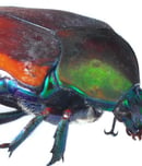 june bug