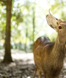 key deer awareness day