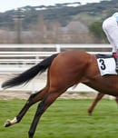 launceston cup
