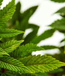 marijuana awareness month