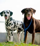 mayday for mutts
