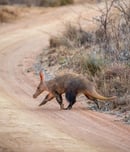 national aardvark week