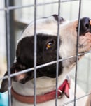 national adopt a shelter pet day