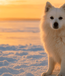 National American Eskimo Dog Day