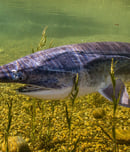national american paddlefish day