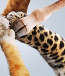 National Animal Advocacy Day