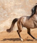 national arabian horse day