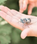 National Be Nice to Bugs Day