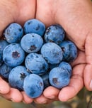 national blueberry month