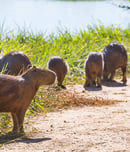 National Capybara Day