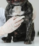 national cat & dog health awareness day