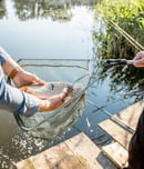 national catch and release day