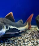 national catfish month