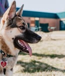 national chip your pet month