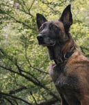 National Conservation Dog Day