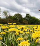 national dandelion day