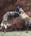 national dog fighting awareness day