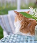 National Drink Wine with Your Cat Week