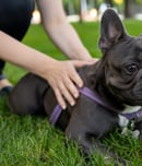 National French Bulldog Day