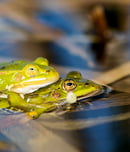 National Frog Month