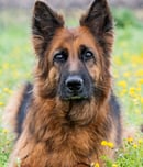 National German Shepherd Day
