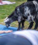 national goat yoga month