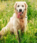 national golden retriever day