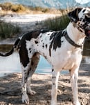 National Great Dane Day