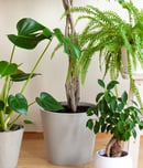 national indoor plant week