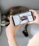 National Internet Cat Day