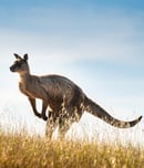 national kangaroo awareness day