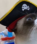 National Meow Like a Pirate Day