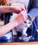 national microchipping month