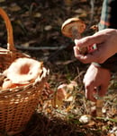 national mushroom hunting day