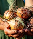 national onion day