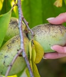 national pawpaw day