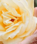 national peace rose day