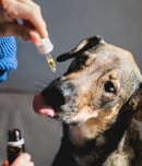 National Pet CBD Day