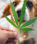 National Pet CBD Month