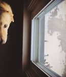 national pet memorial day
