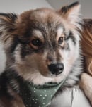 national pet month