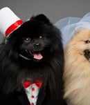 national pet wedding week