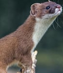 national pop goes the weasel day