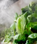 national product misting day