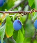 national prune day